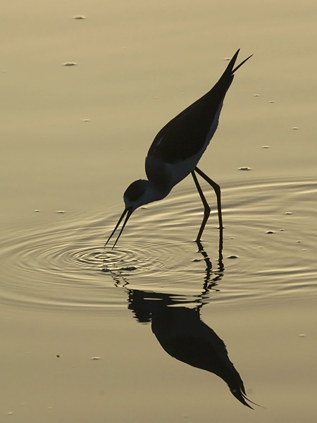 Pitkäjalka, Black-winged Stilt, Himantopus himantopus